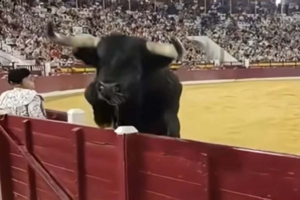 Toro durante la corrida