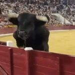 Toro durante la corrida