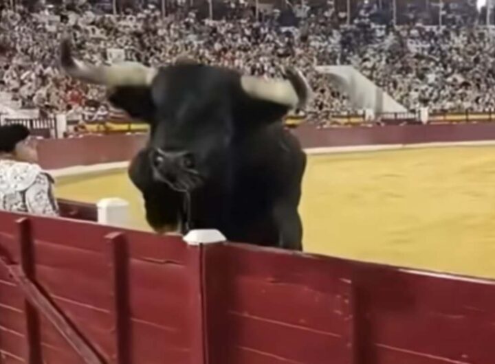 Toro durante la corrida