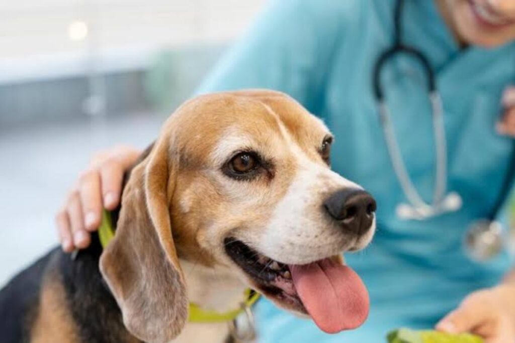 veterinario