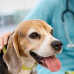 veterinario