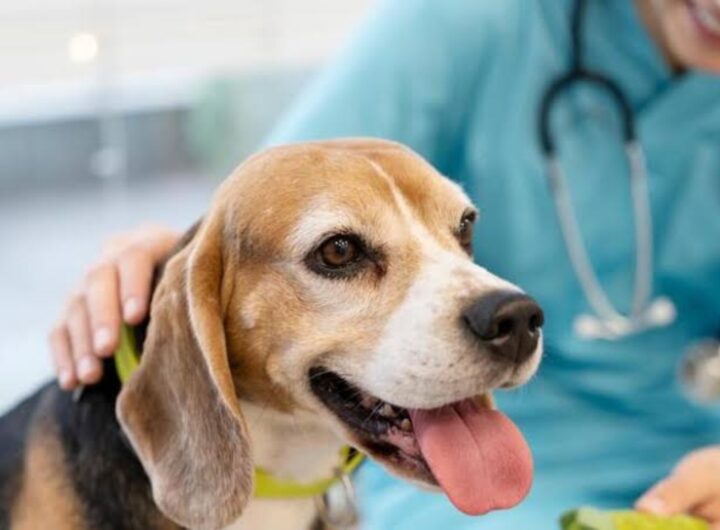 veterinario