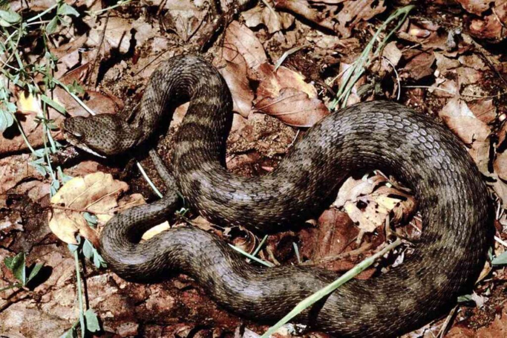 vipera