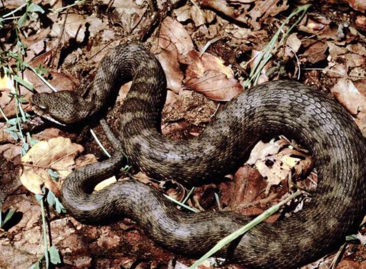 vipera