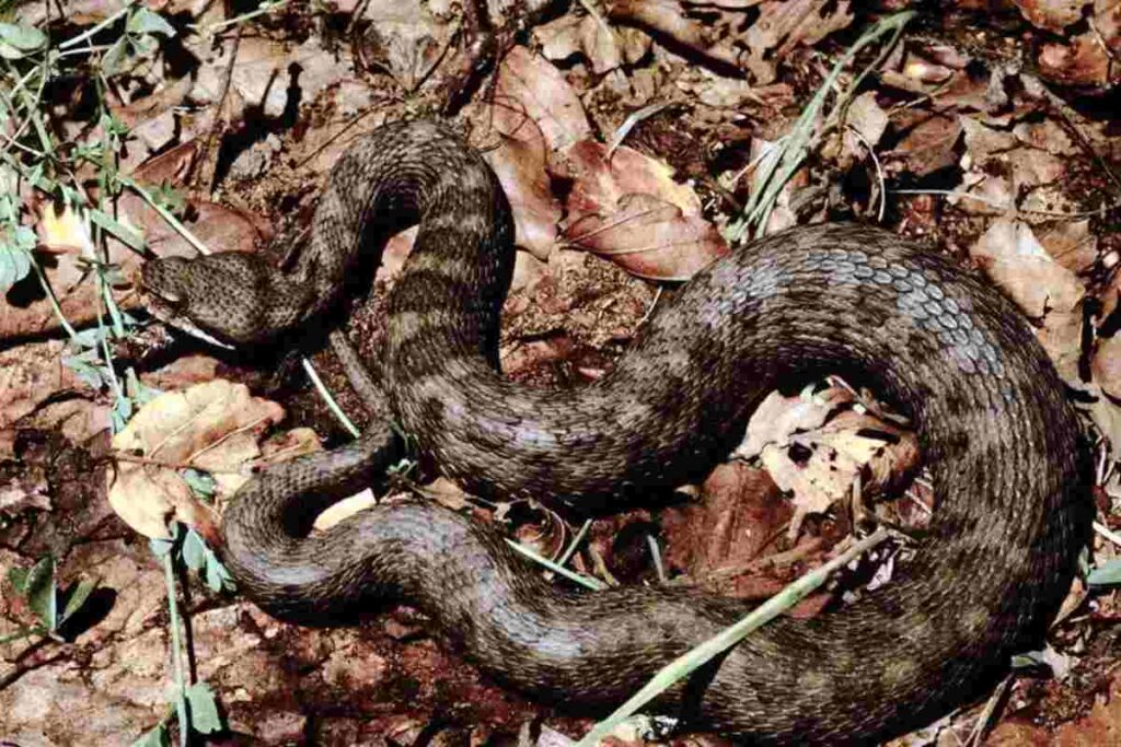 Vipera