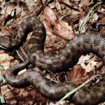 Vipera