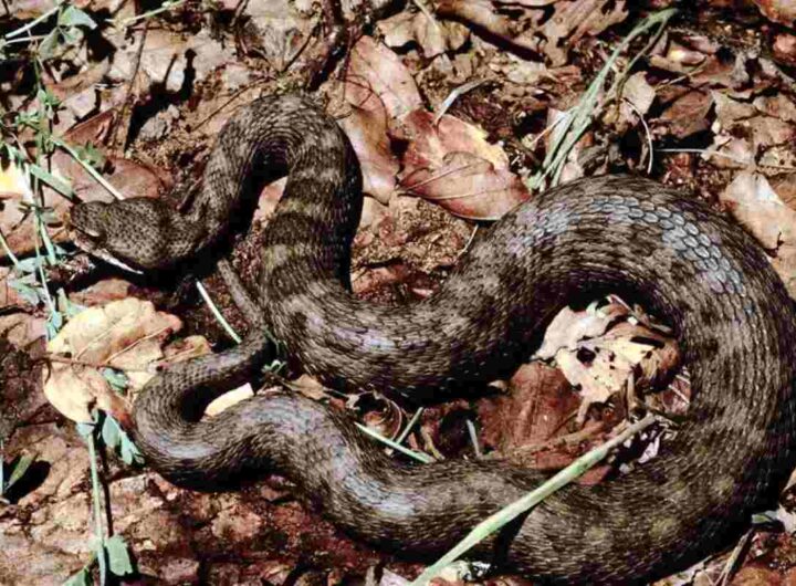 Vipera