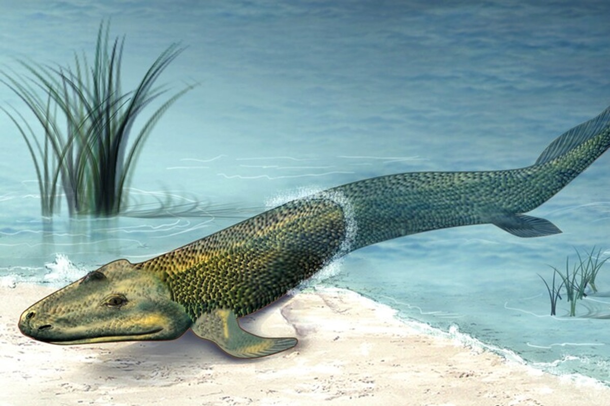 Link Preview Image