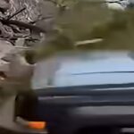 Il video choc della giornalista che in Messico viene travolta da un'auto in diretta tv