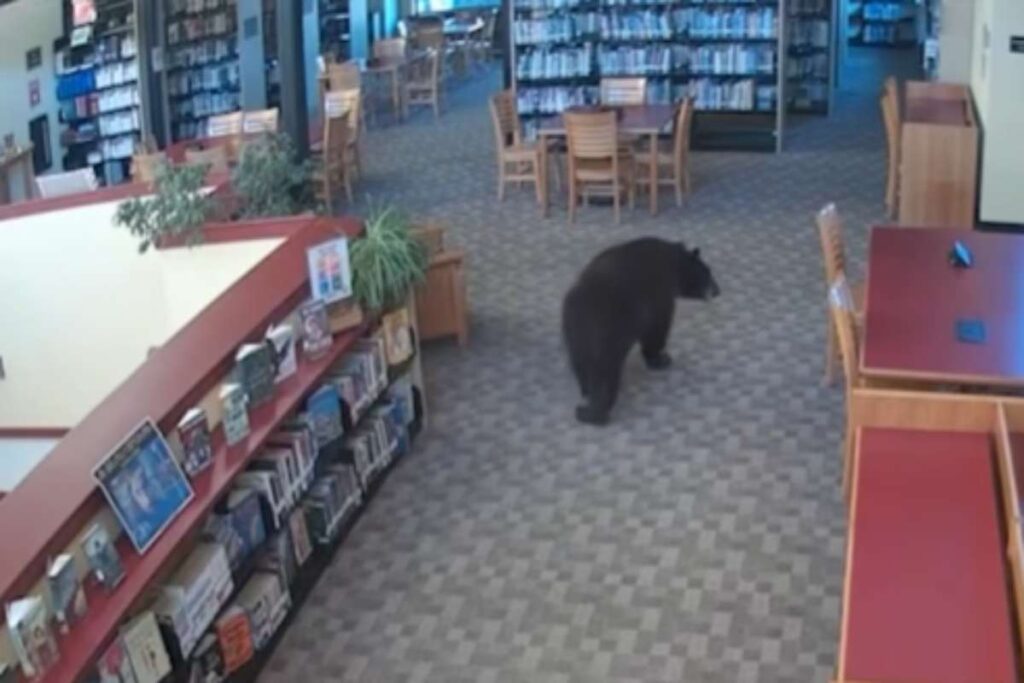 Orso nella biblioteca
