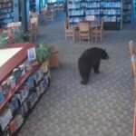 Orso nella biblioteca
