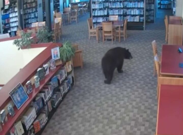 Orso nella biblioteca
