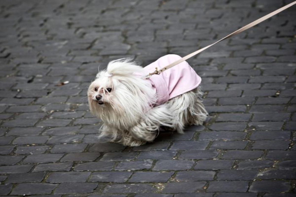cane passeggiata