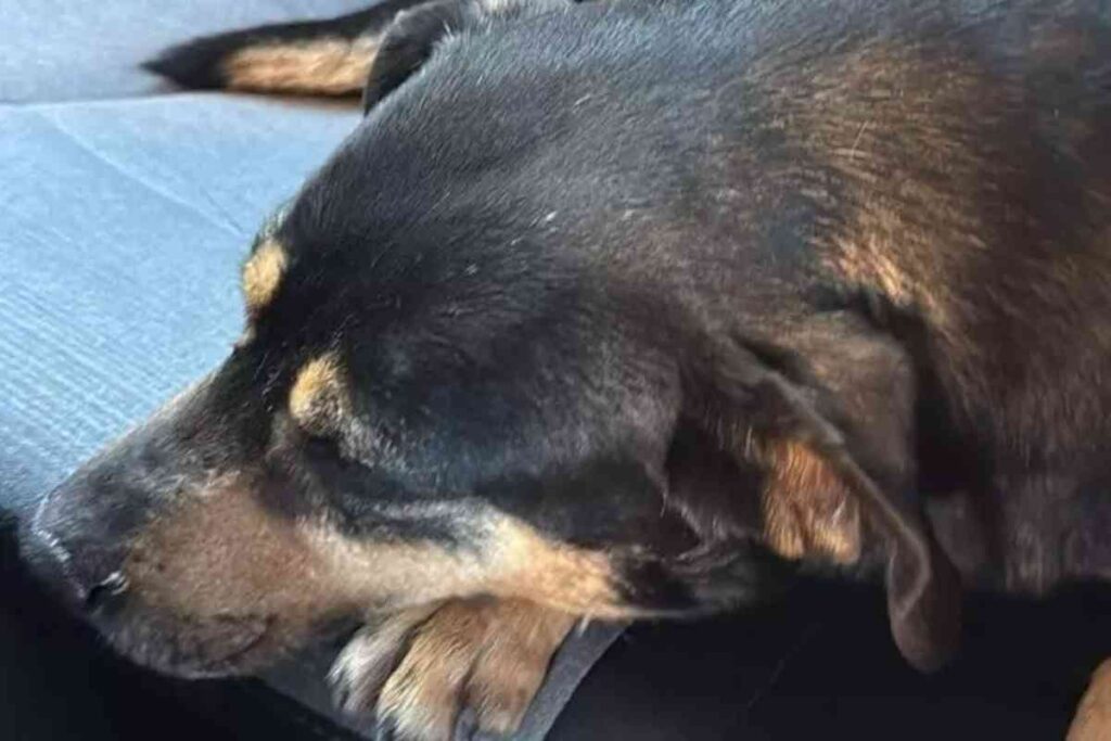cane
