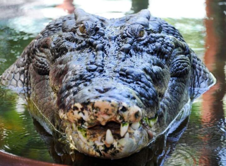 coccodrillo