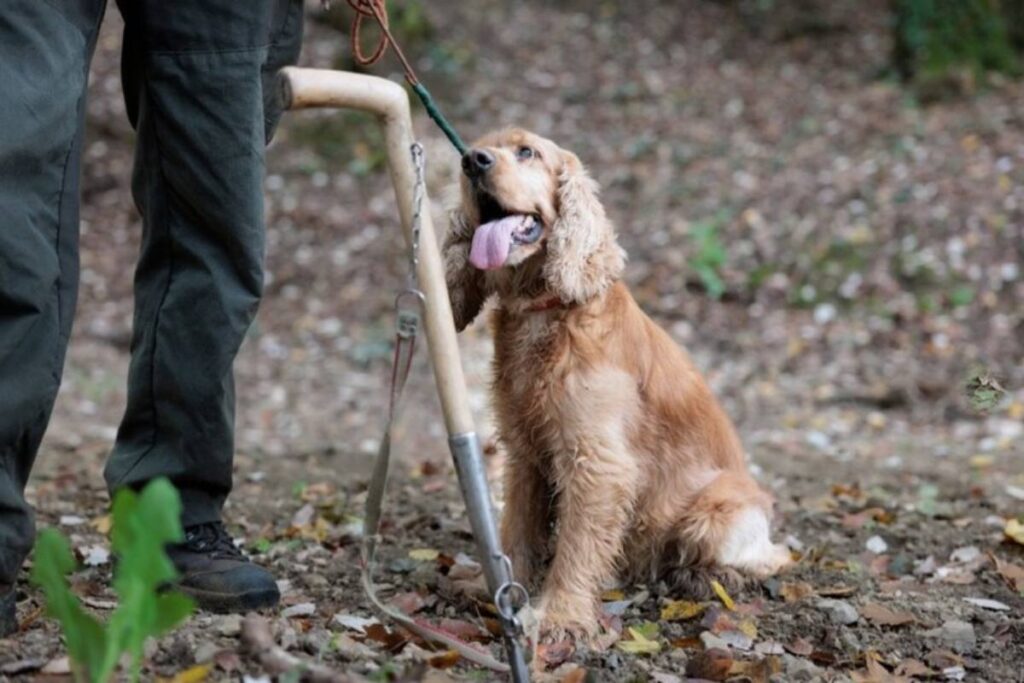 cocker