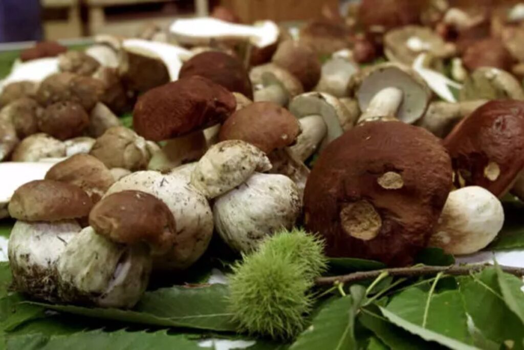 funghi
