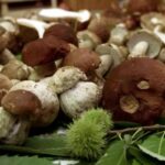 funghi