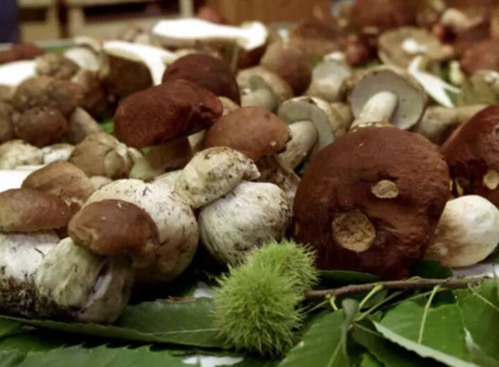 funghi