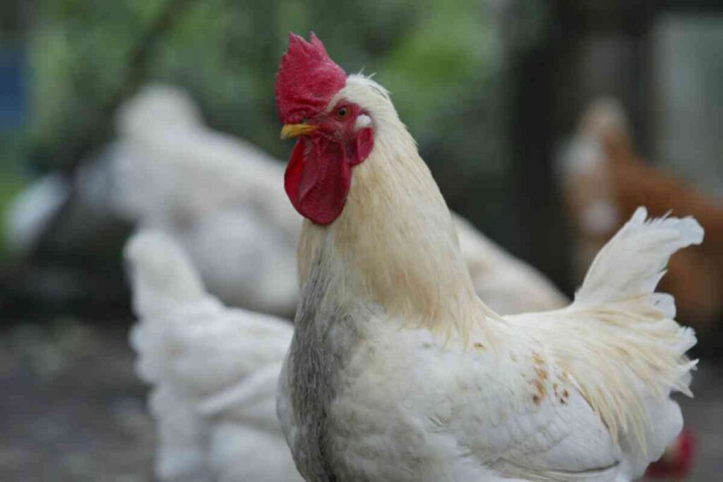 gallina