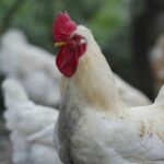 gallina