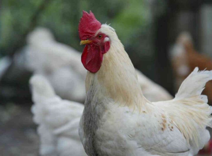 gallina