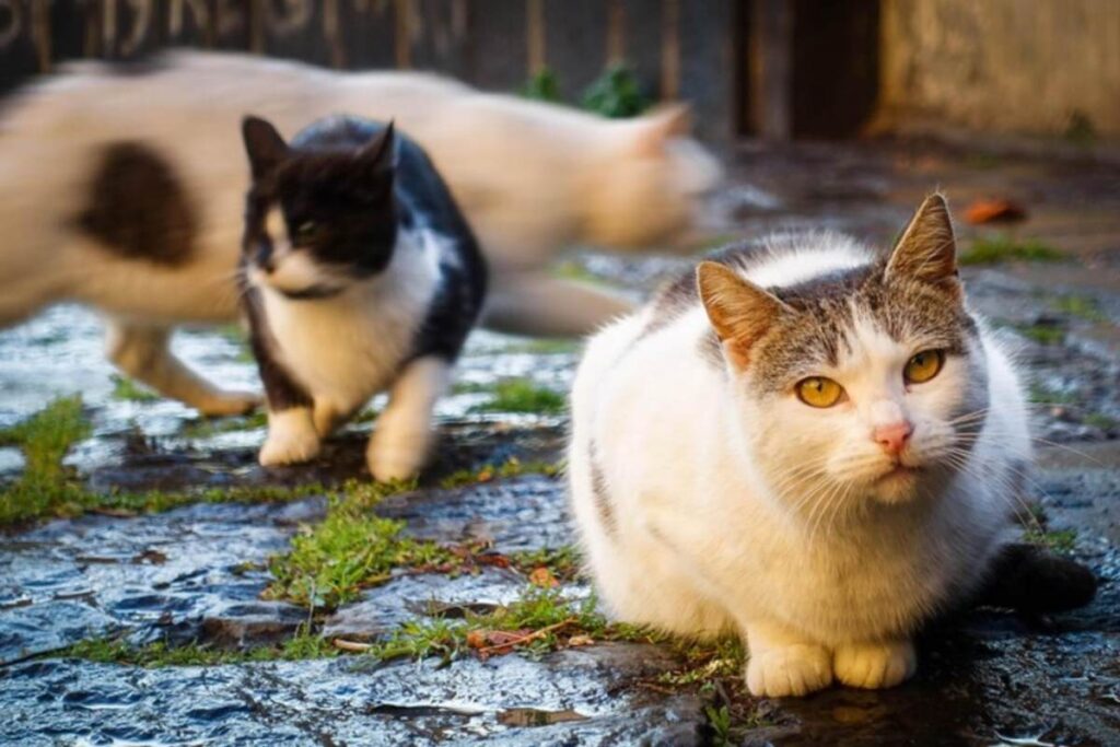 Getta 13 gatti nella discarica, uno muore. Trovata con decine di animali in casa tenuti in condizioni precarie