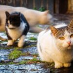 Getta 13 gatti nella discarica, uno muore. Trovata con decine di animali in casa tenuti in condizioni precarie