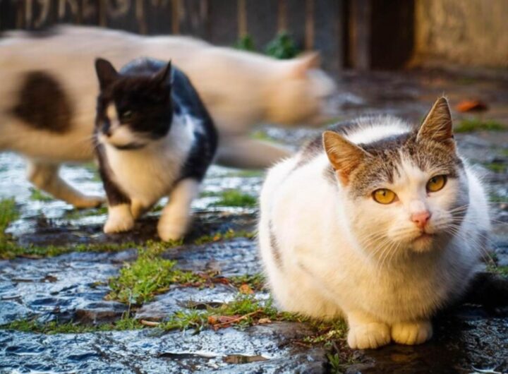 Getta 13 gatti nella discarica, uno muore. Trovata con decine di animali in casa tenuti in condizioni precarie