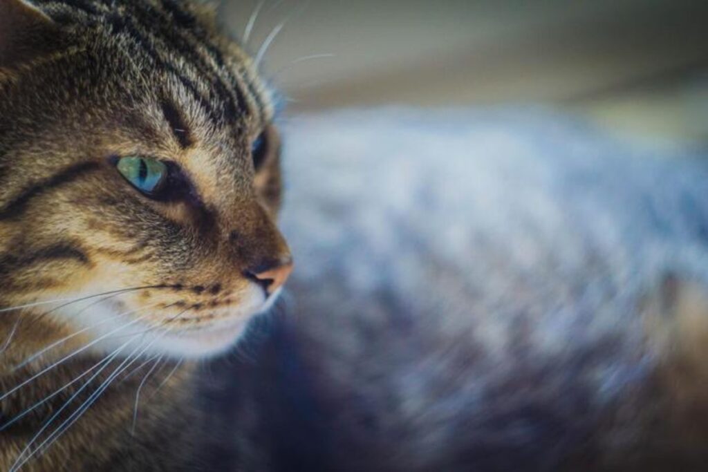 gatto profilo