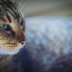 gatto profilo