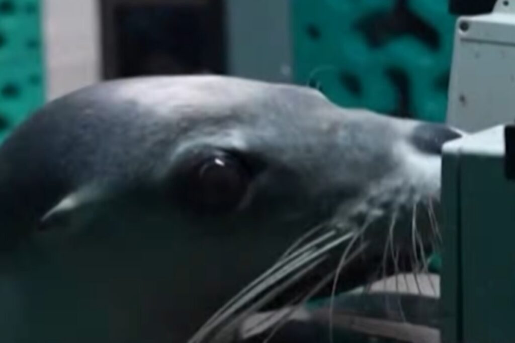 Foca