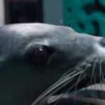 Foca