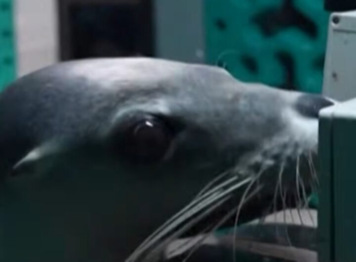 Foca