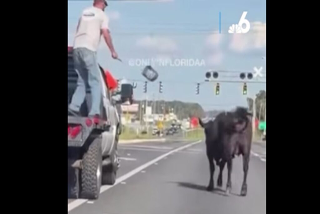 Il video della mucca che fugge dall'asta e blocca il traffico in autostrada