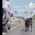 Il video della mucca che fugge dall'asta e blocca il traffico in autostrada