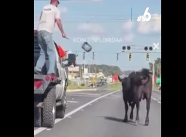 Il video della mucca che fugge dall'asta e blocca il traffico in autostrada