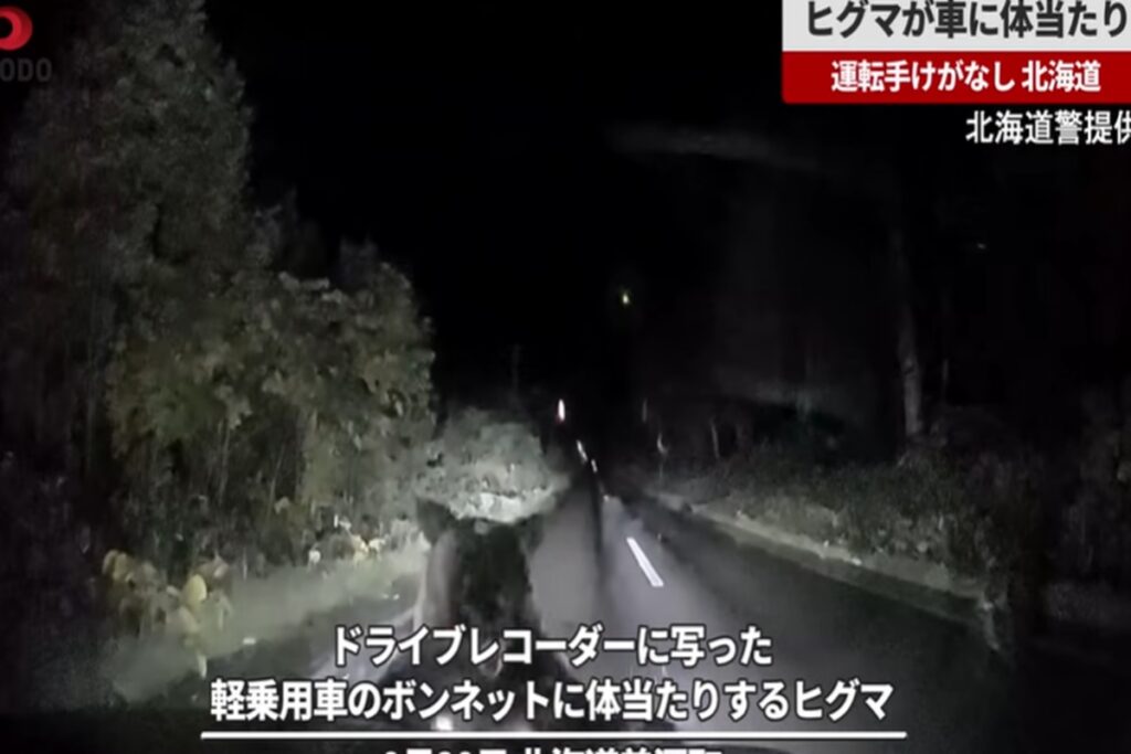 Un'orsa all'attacco di un'auto