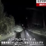 Un'orsa all'attacco di un'auto