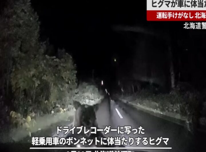Un'orsa all'attacco di un'auto
