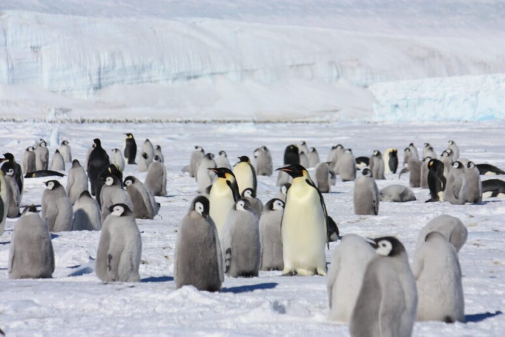 pinguini