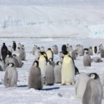 pinguini