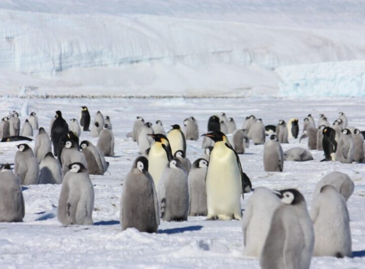 pinguini