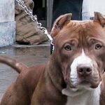 pitbull