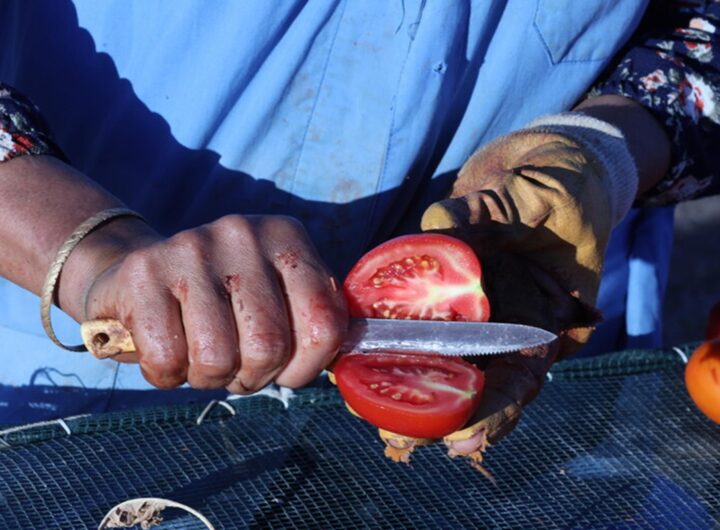 Un pomodoro