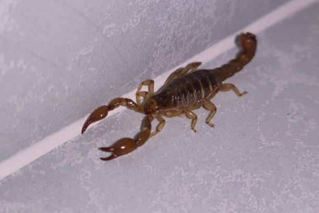 scorpione in casa