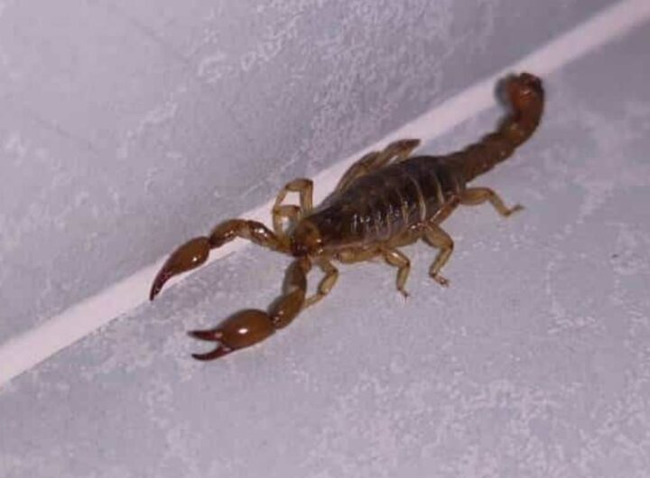 scorpione in casa