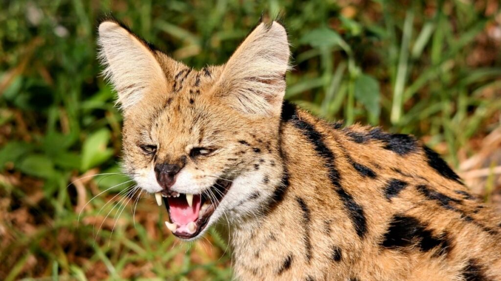 serval