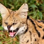 serval