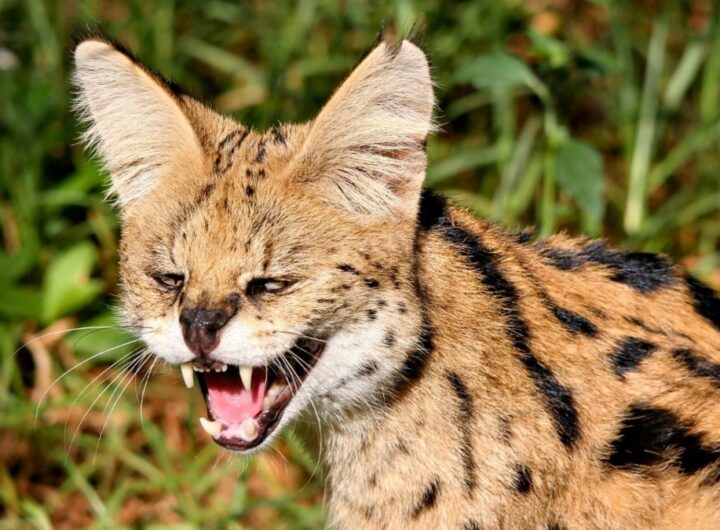 serval